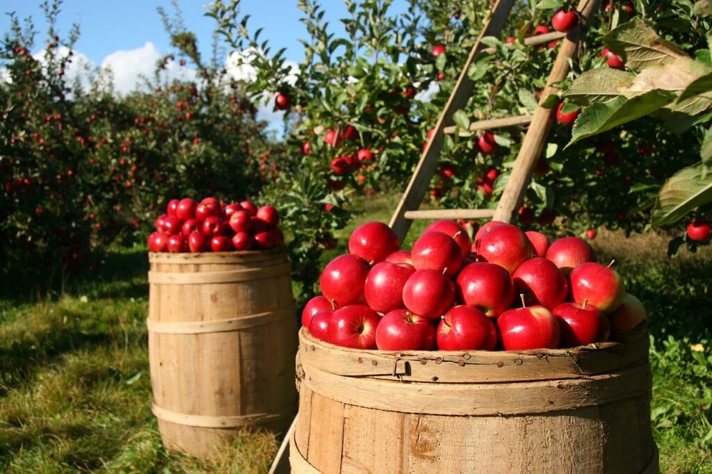 apples, fruits, orchard, nature, trees, food, garden, fresh, farm, healthy, harvest, ripe, organic, natural, plants, farming, apple orchard, agriculture, apples, apples, apples, apples, orchard, food, food, garden, garden, garden, farm, farm, farm, farm, farm, harvest, farming, farming, agriculture, agriculture, agriculture, agriculture